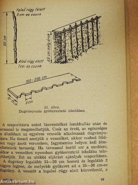 Gyümölcstermesztés