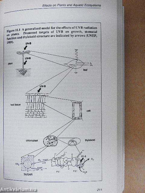 Ultraviolet Radiation