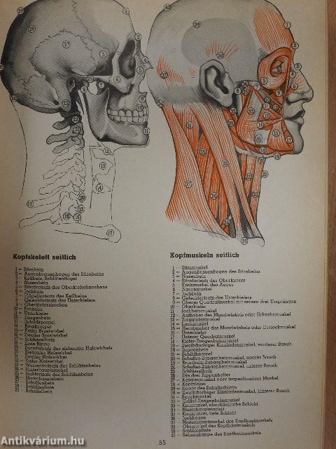 Gesundheitsbuch für die Familie