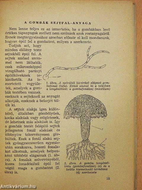 Jó gombák és felhasználásuk