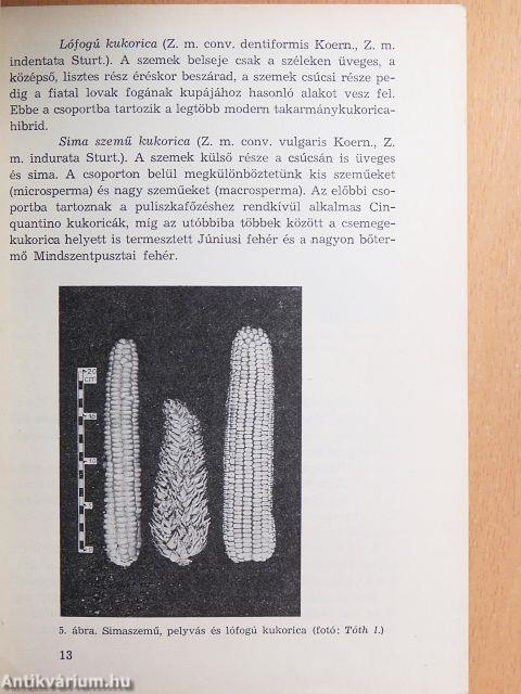 A csemege- és a pattogatni való kukorica termesztése