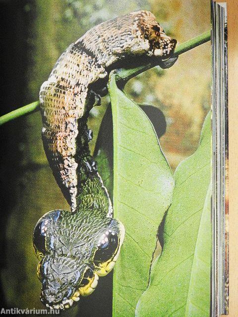 Az élet erőpróbái