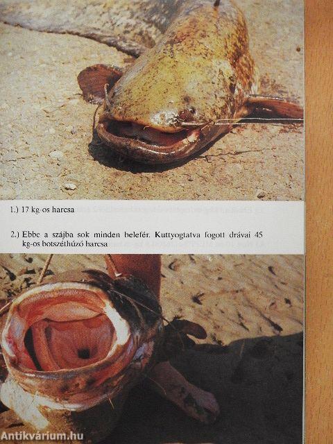 A harcsafogás trükkjei