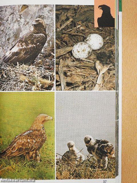 Szárazföldi madarak