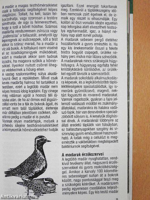 Szárazföldi madarak