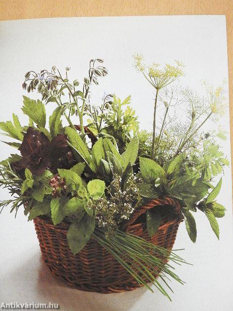 Konyhakerti fűszernövények