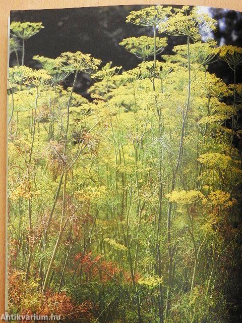 Konyhakerti fűszernövények