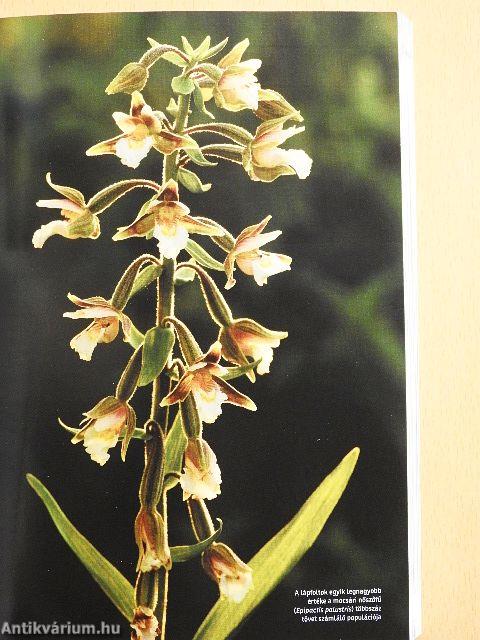 Budapest természeti értékei