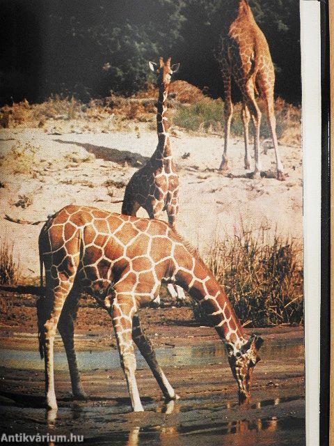 Habub Szudán felett