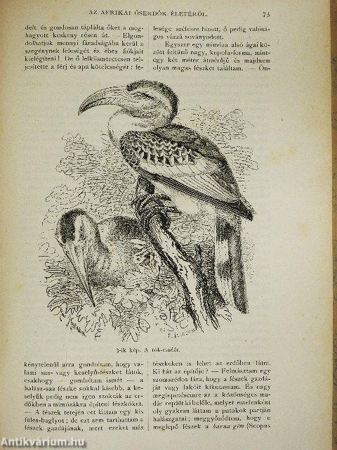 Természettudományi Közlöny 1881. január-december