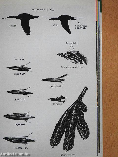 Vízimadarak