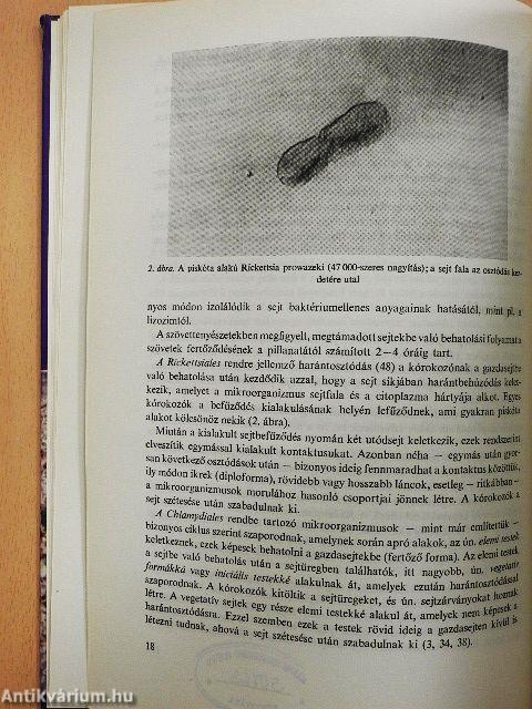 Rickettsiák és chlamydiák okozta betegségek