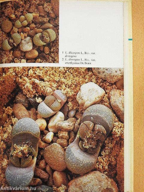 Lithops- lebende Steine