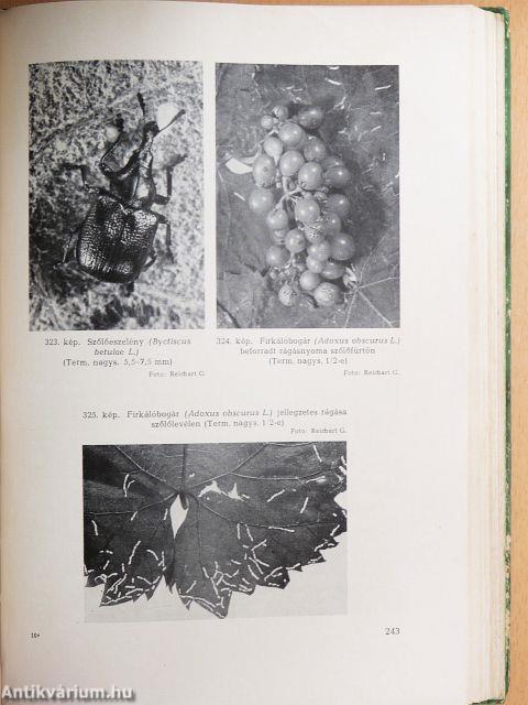 Termesztett növényeink védelme