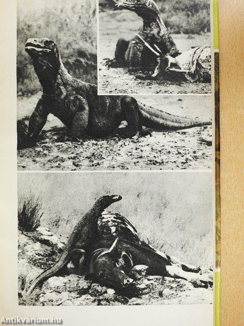 Akik túlélték a vízözönt