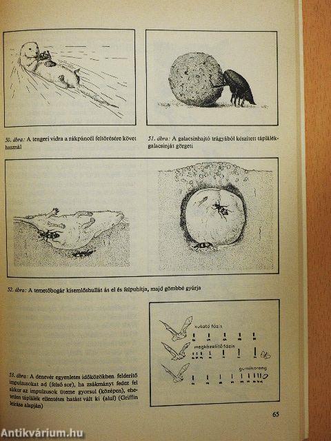 Hogyan viselkednek az állatok