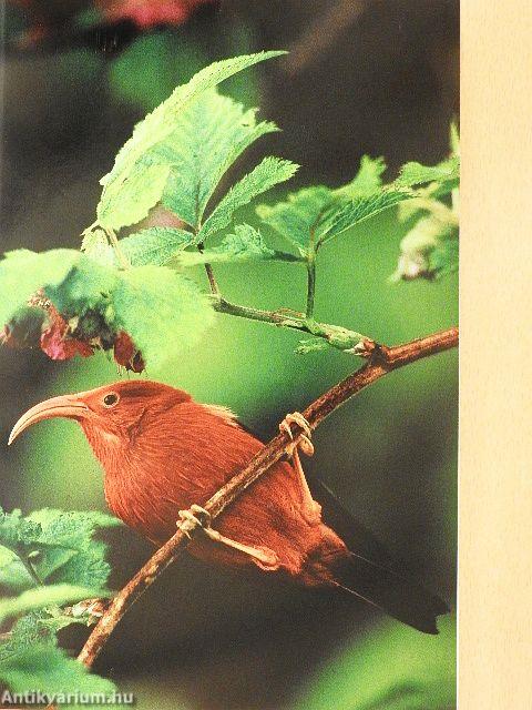 National Geographic September 1995