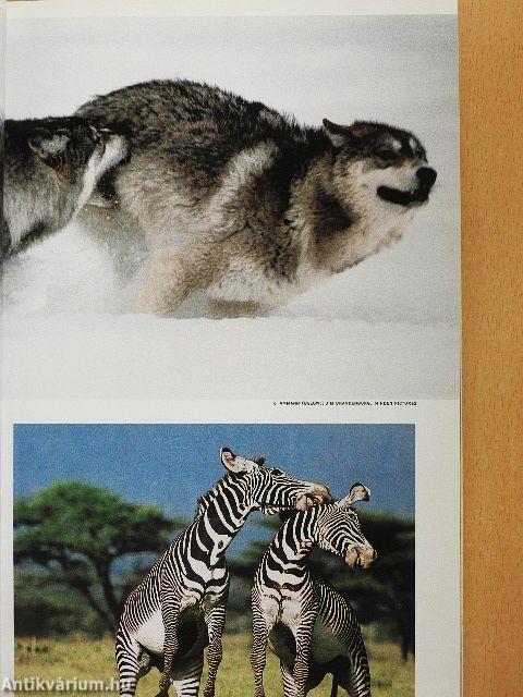 National Geographic December 1994