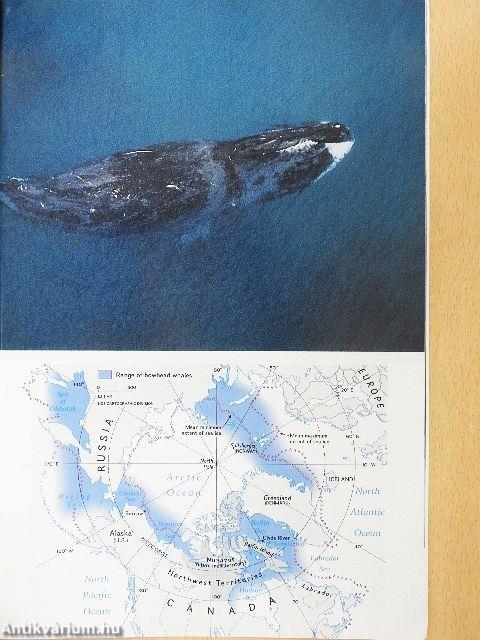 National Geographic August 1995