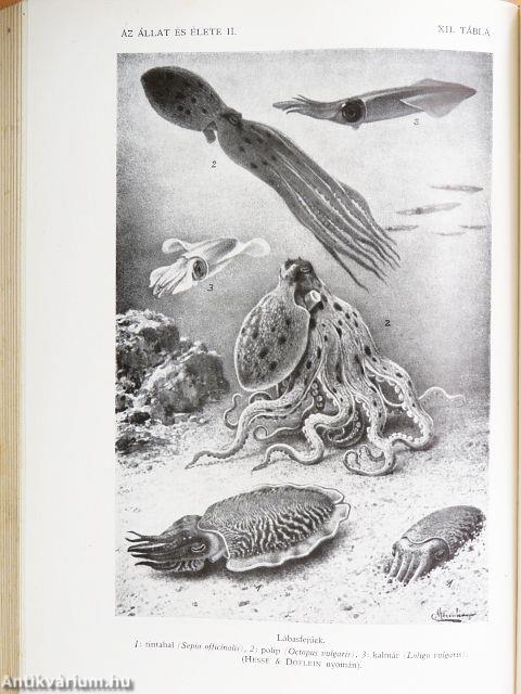 Az állat és élete II. (töredék)