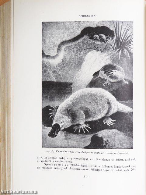 Az állat és élete II. (töredék)