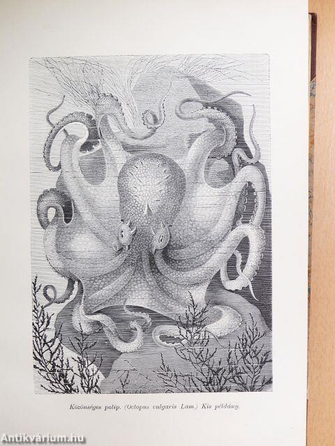 Brehm - Az állatok világa 10.