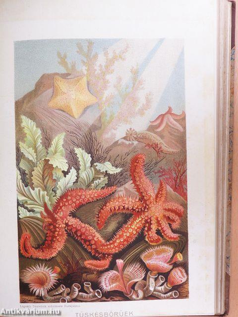 Brehm - Az állatok világa 10.