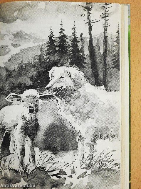 A sete bárány és a kuvasz