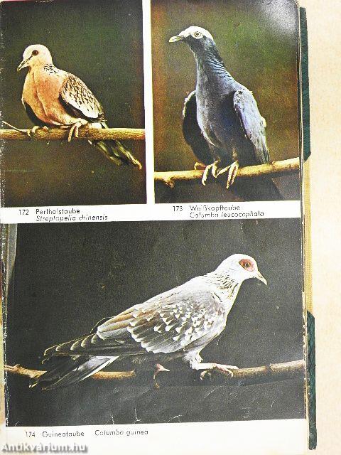 Handbuch für Zucht und Haltung Fremdländischer Vögel