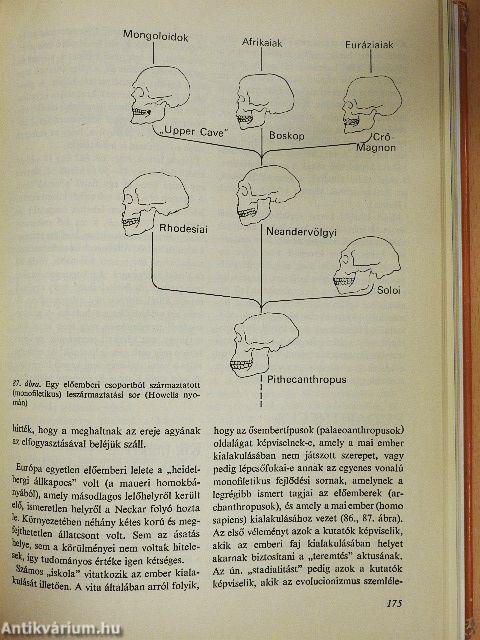 Sírok, csontok, emberek