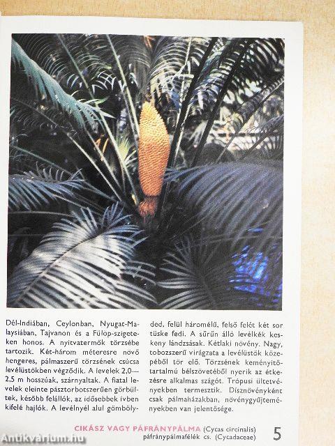 A lakás, a télikert és az üvegház növényeiről