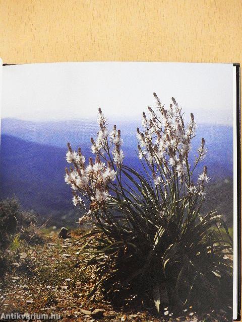 Was kommt nach dem Leben?