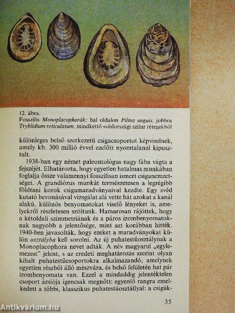 Élő kövületek