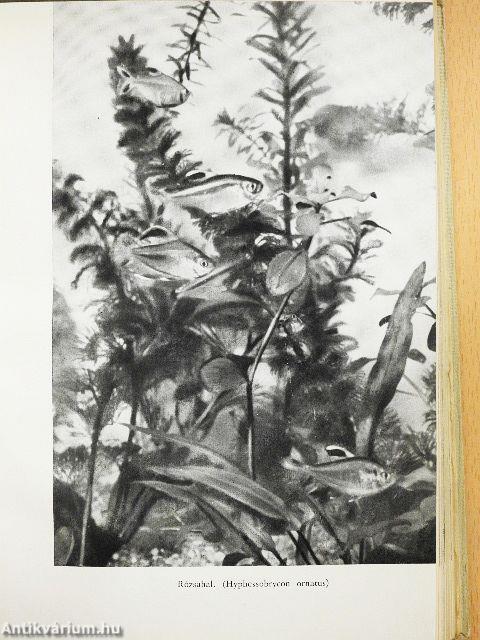 Kalandok a brazíliai őserdőben