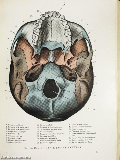 Anatomischer Atlas des Menschlichen Körpers I.