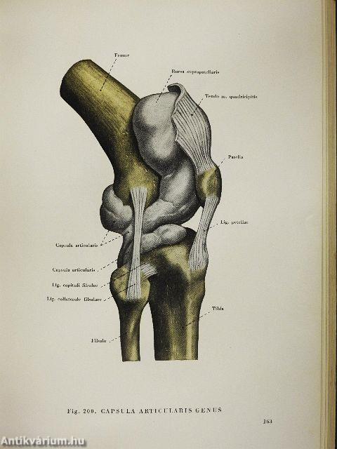 Anatomischer Atlas des Menschlichen Körpers I.