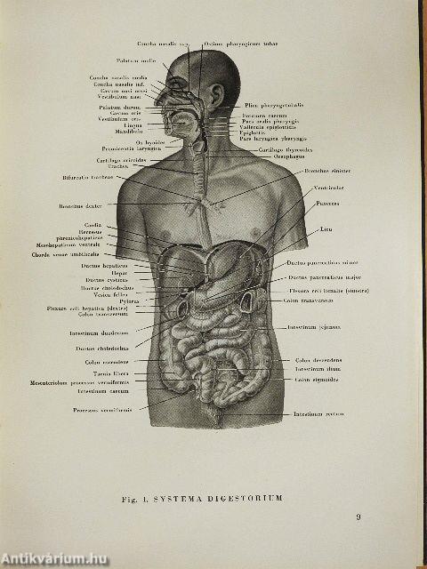 Anatomischer Atlas des Menschlichen Körpers II.