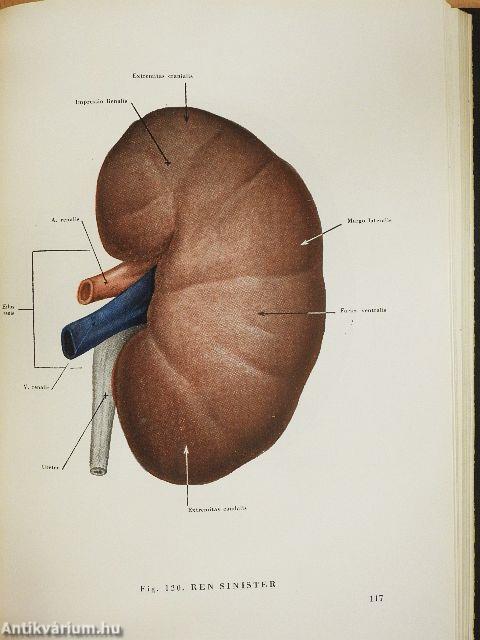 Anatomischer Atlas des Menschlichen Körpers II.