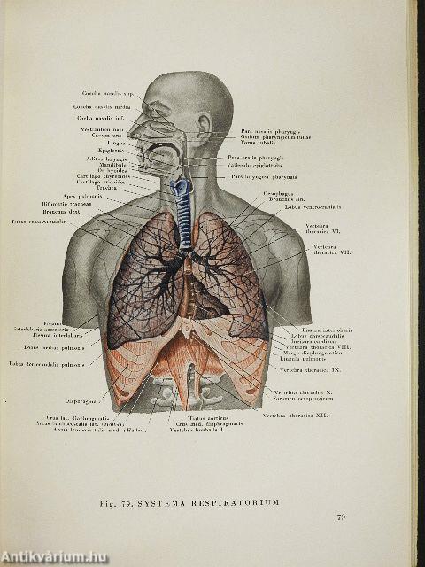 Anatomischer Atlas des Menschlichen Körpers II.