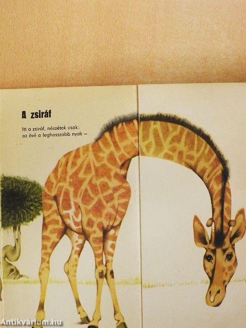 Miről álmodik a rozmár?