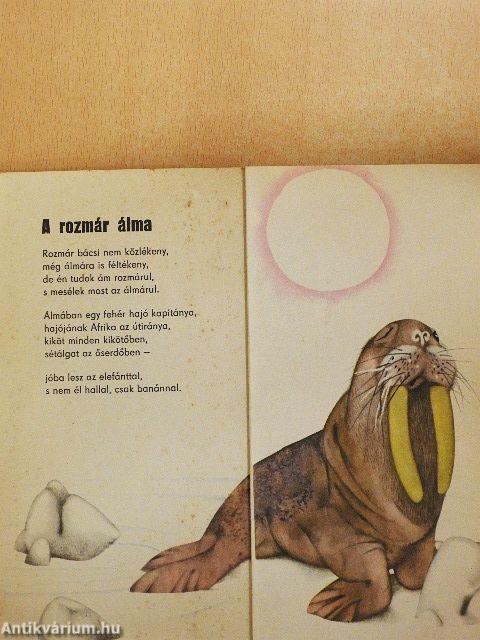 Miről álmodik a rozmár?