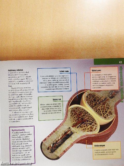 Egészséges csontok, izmok és ízületek