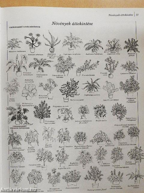 200 kedvelt szobanövény termesztése és ápolása