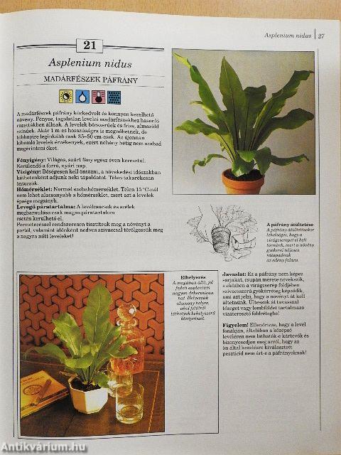 200 kedvelt szobanövény termesztése és ápolása