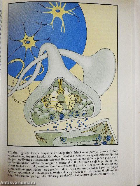 Az agy évtizedében