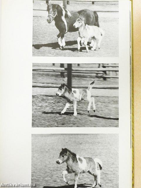 Temperament, Kraft, Harmonie