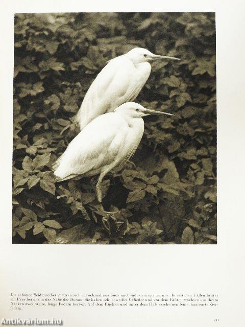 Geheimnisvolles leben am Wasser