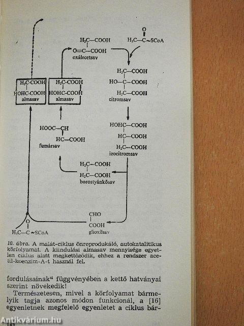 Az élet princípiuma