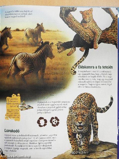 Varázslatos állatvilág