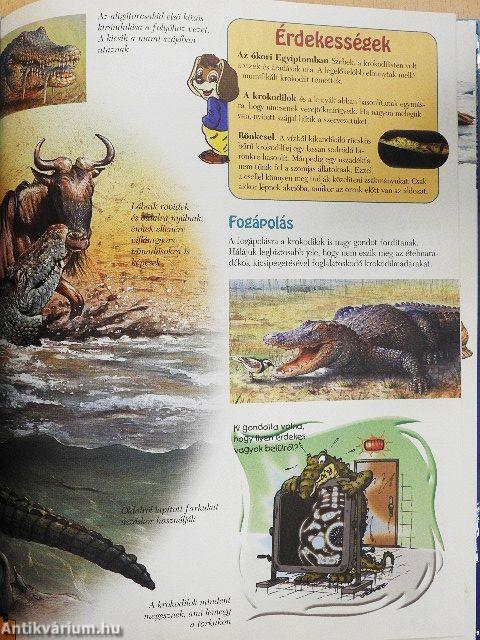 Varázslatos állatvilág